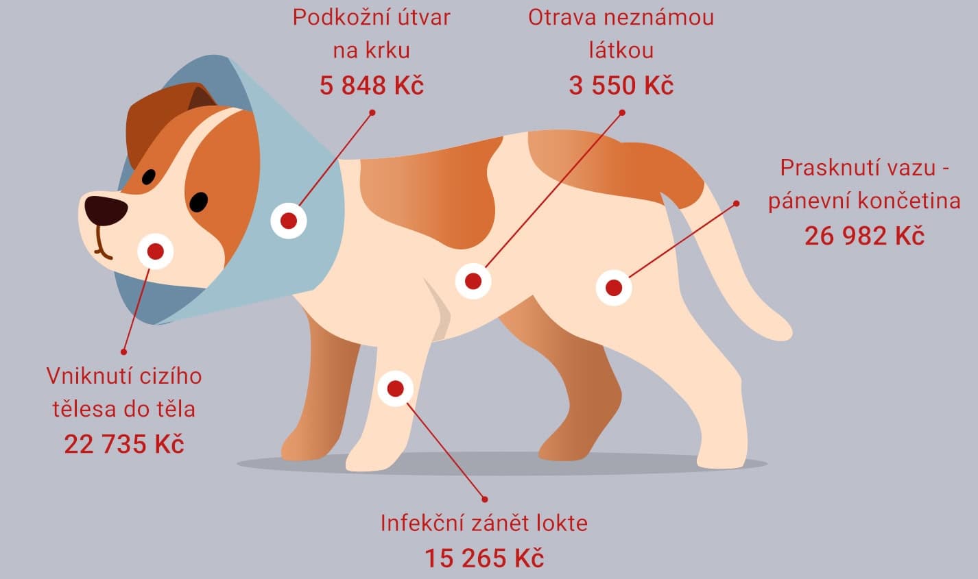 pojištění psa