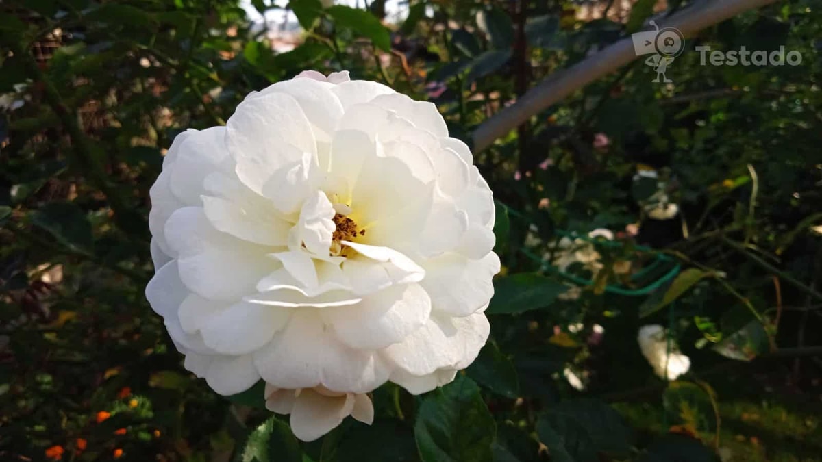 Recenze Xiaomi Redmi 9A - fotka