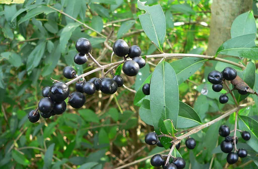 živý plot Ptačí zob (Ligustrum)