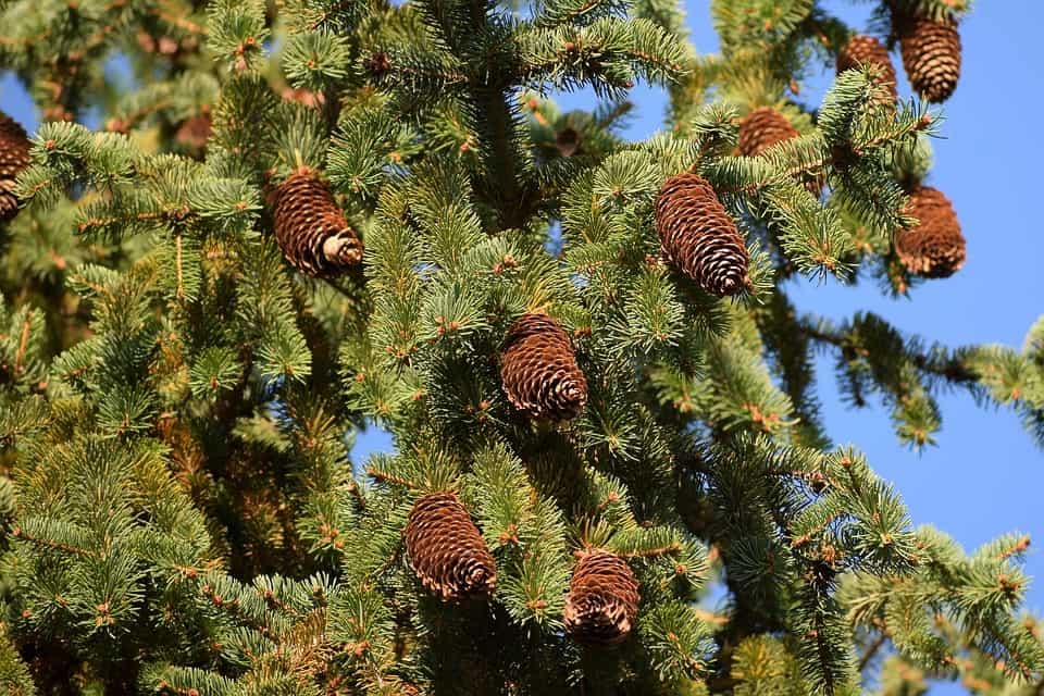 Smrk (Picea)